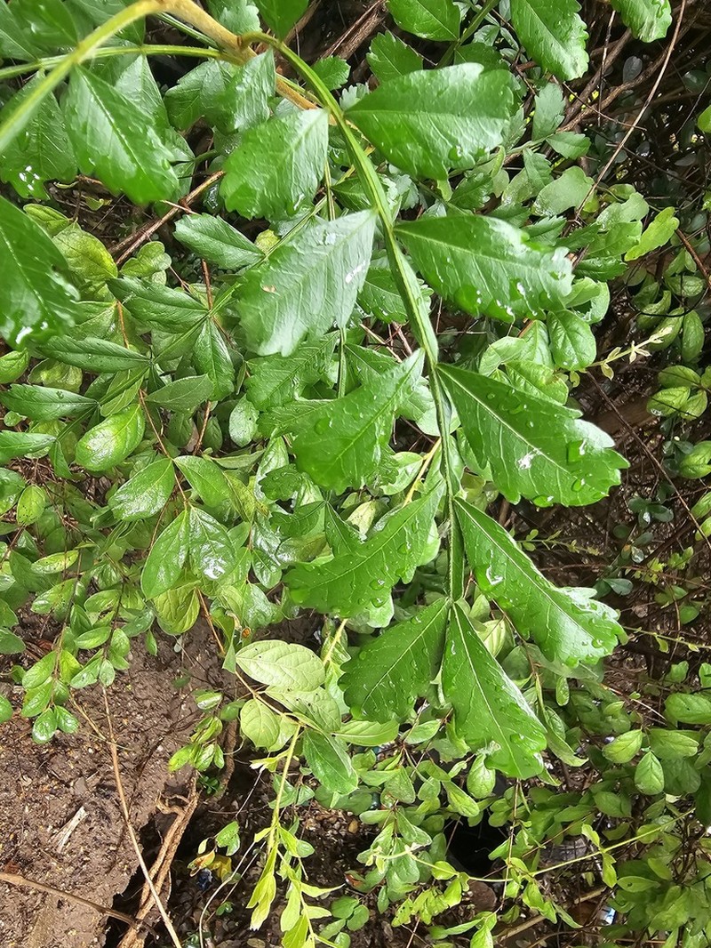 Hippobromus pauciflorus photo 4