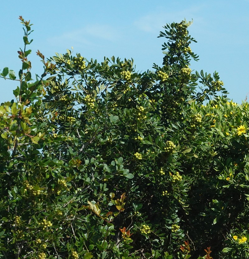 Hippobromus pauciflorus photo 5