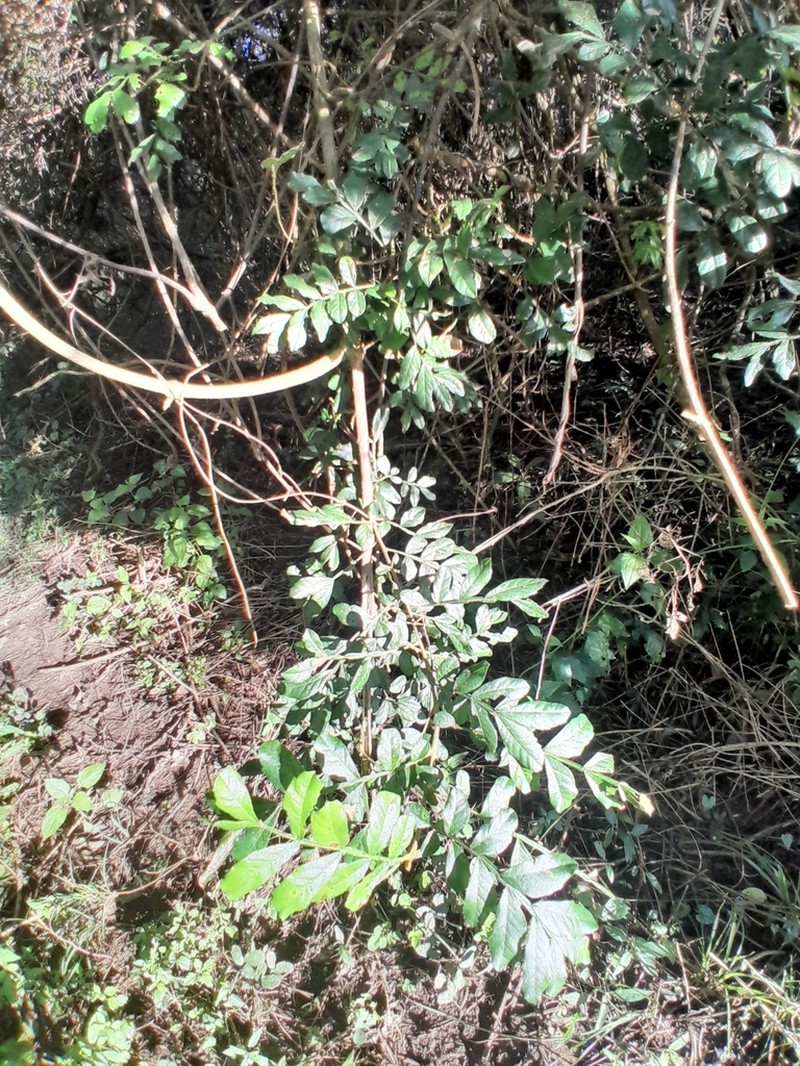 Hippobromus pauciflorus photo 6