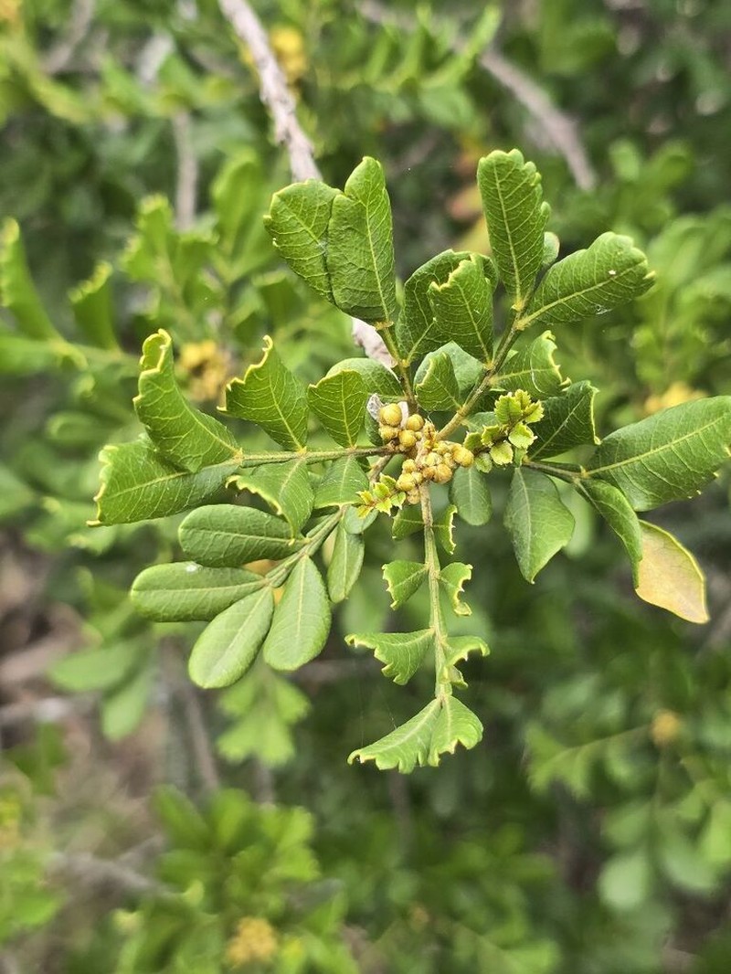Hippobromus pauciflorus photo 7