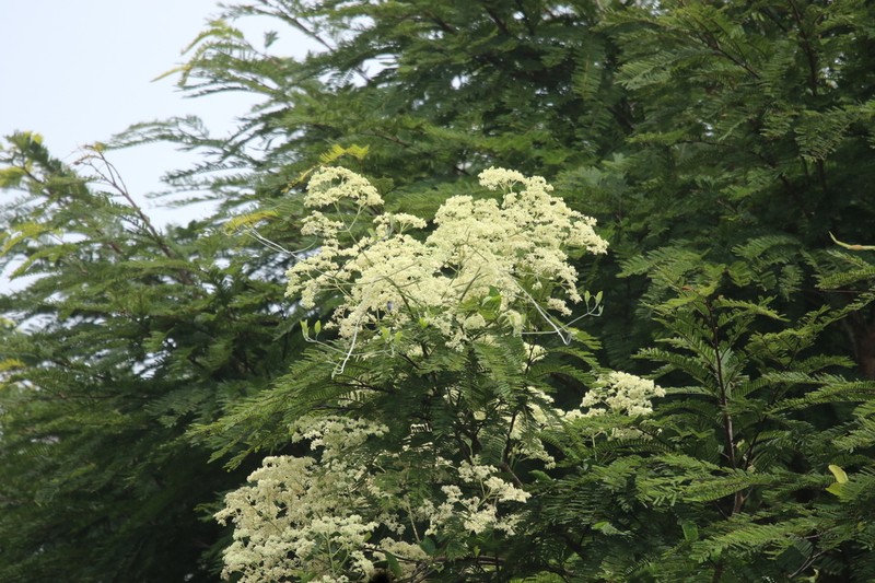 Hippocratea myriantha