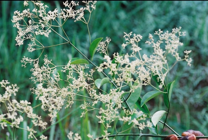Hippocratea myriantha photo 2