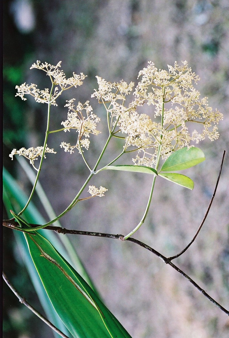 Hippocratea myriantha photo 3