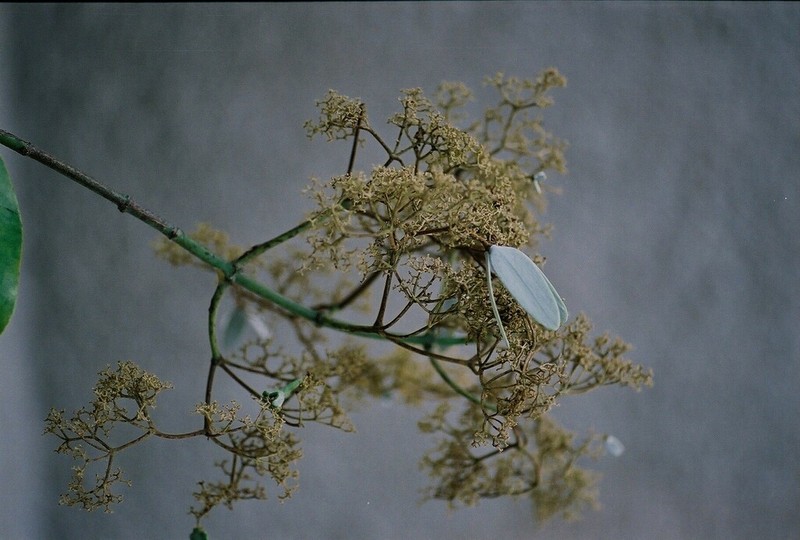 Hippocratea myriantha photo 4