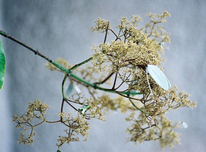 Hippocratea myriantha photo 5