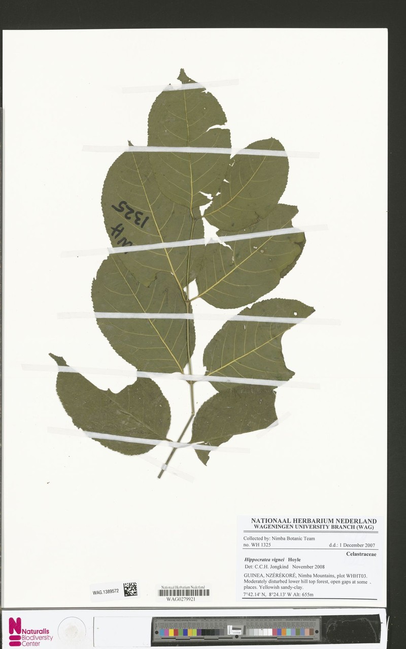 Hippocratea vignei