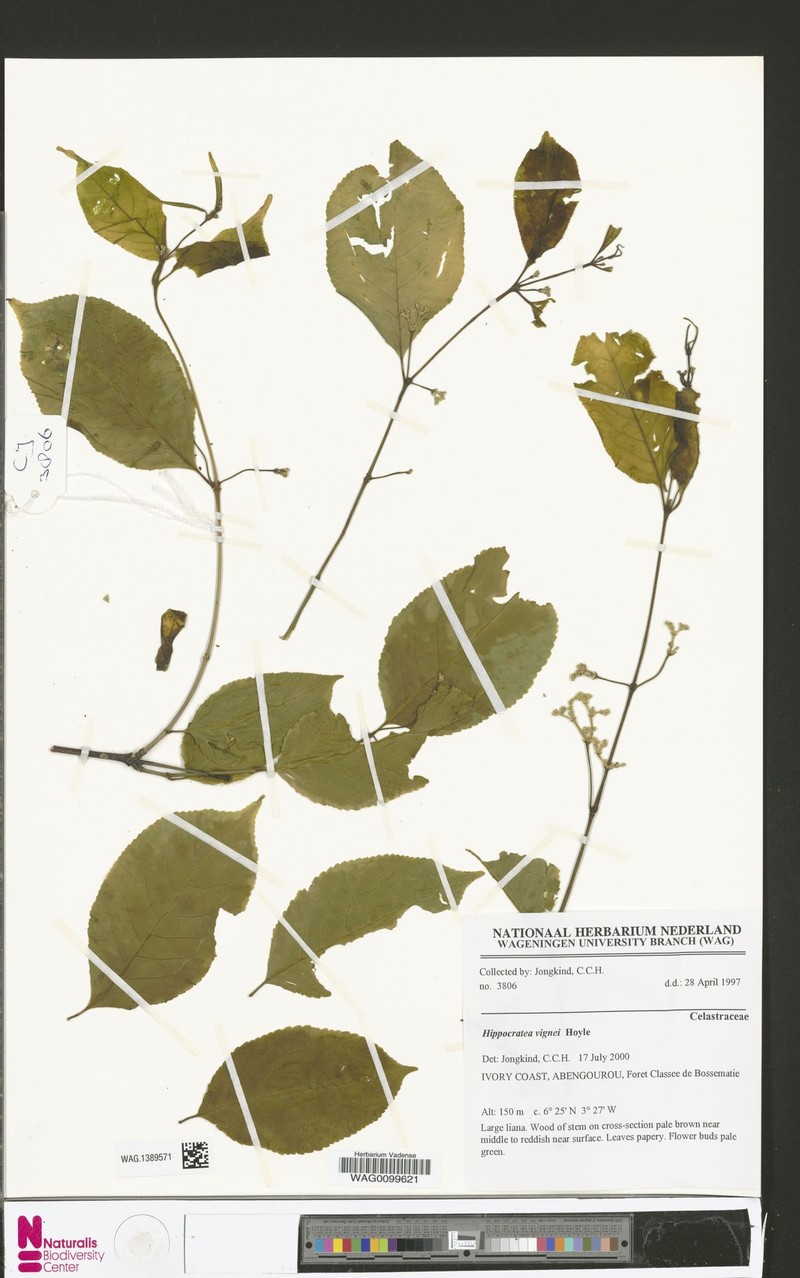 Hippocratea vignei photo 2