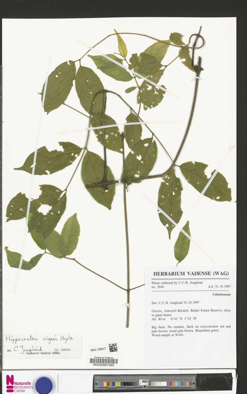Hippocratea vignei photo 3
