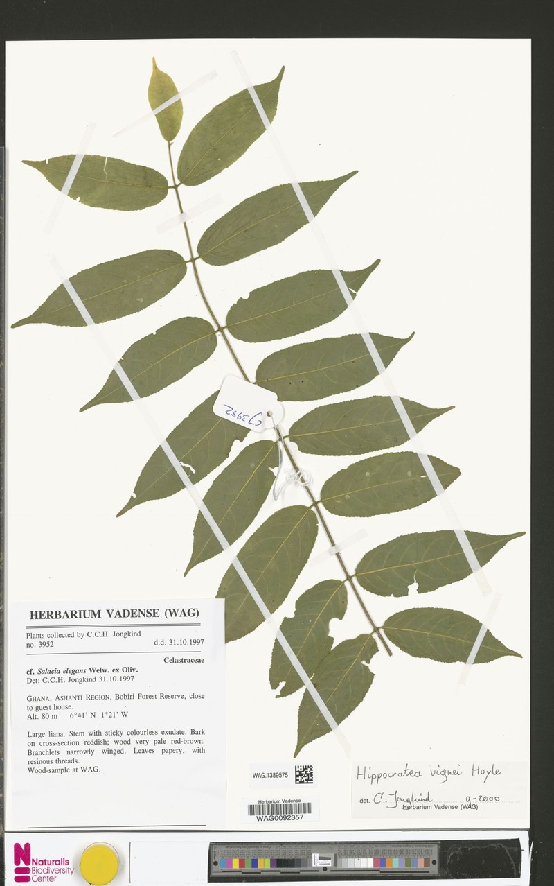 Hippocratea vignei photo 4