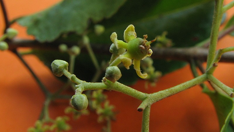 Medicine Vine