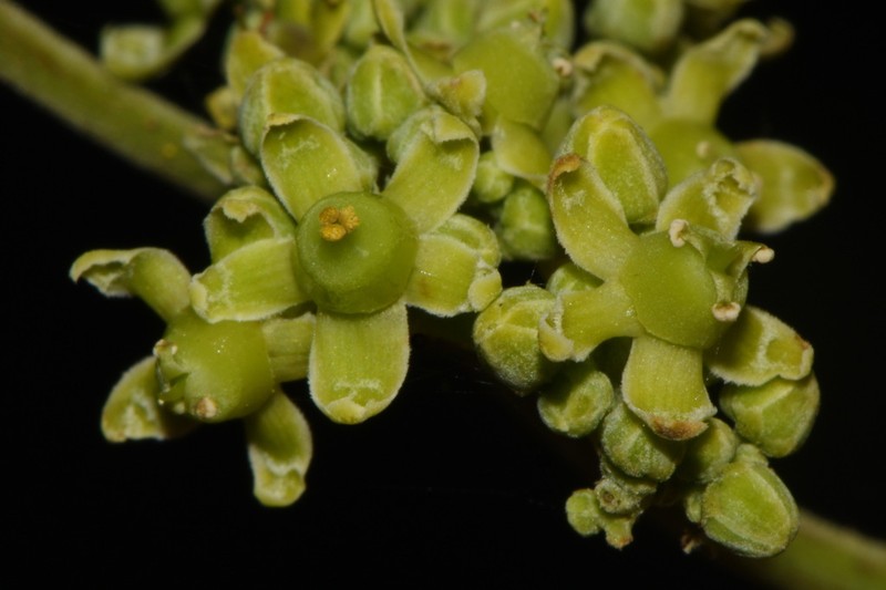 Medicine Vine