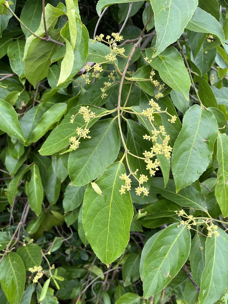 Medicine Vine photo 2