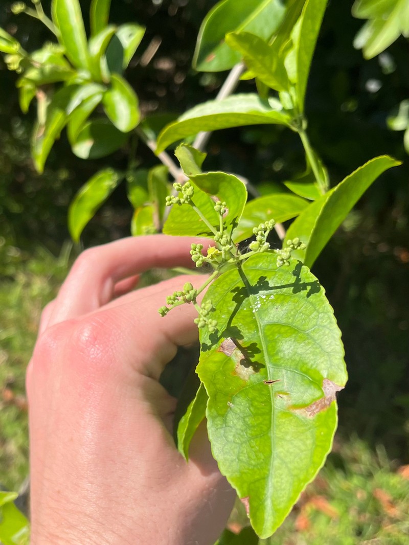 Medicine Vine photo 3