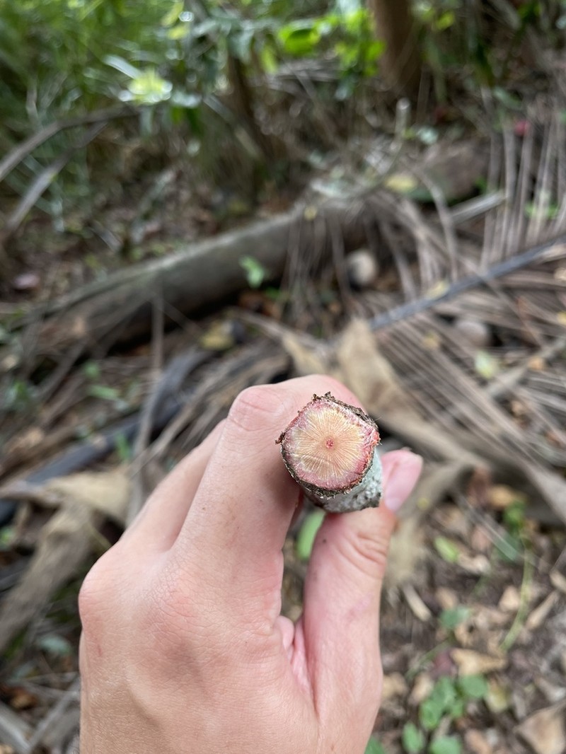 Medicine Vine photo 4