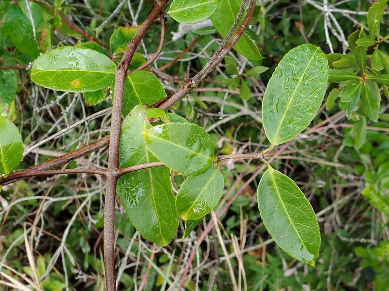 Medicine Vine photo 5