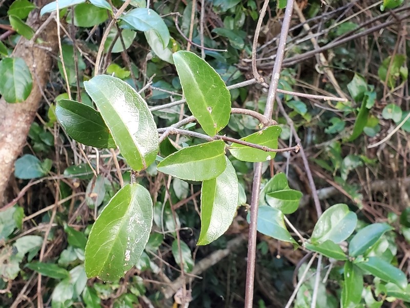 Medicine Vine photo 6