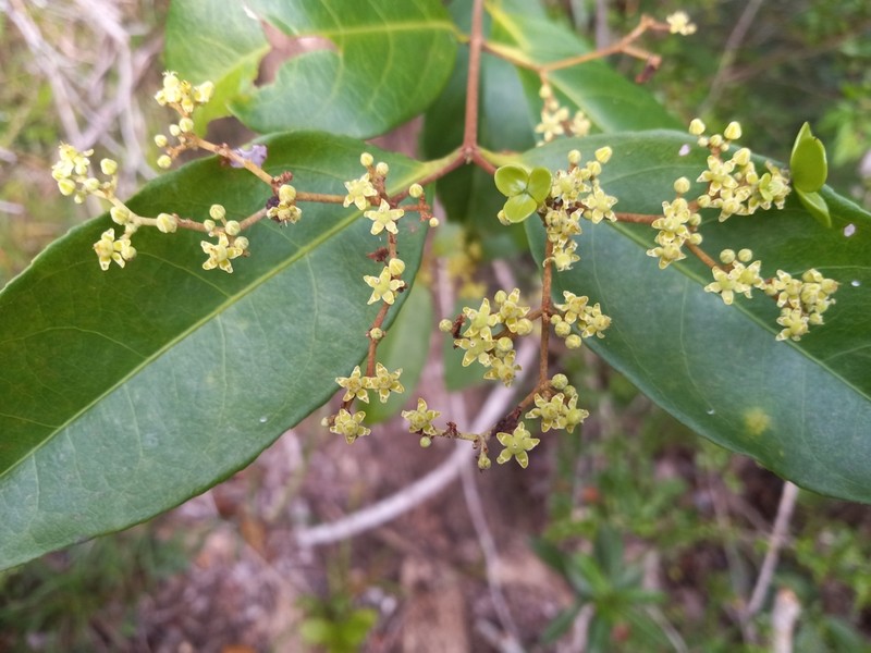 Medicine Vine photo 7
