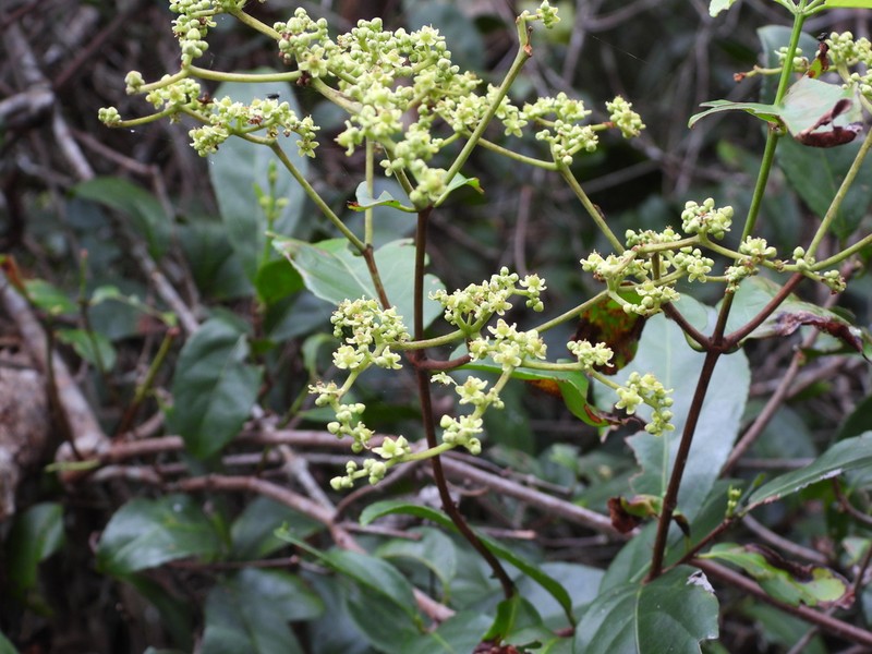 Medicine Vine photo 8