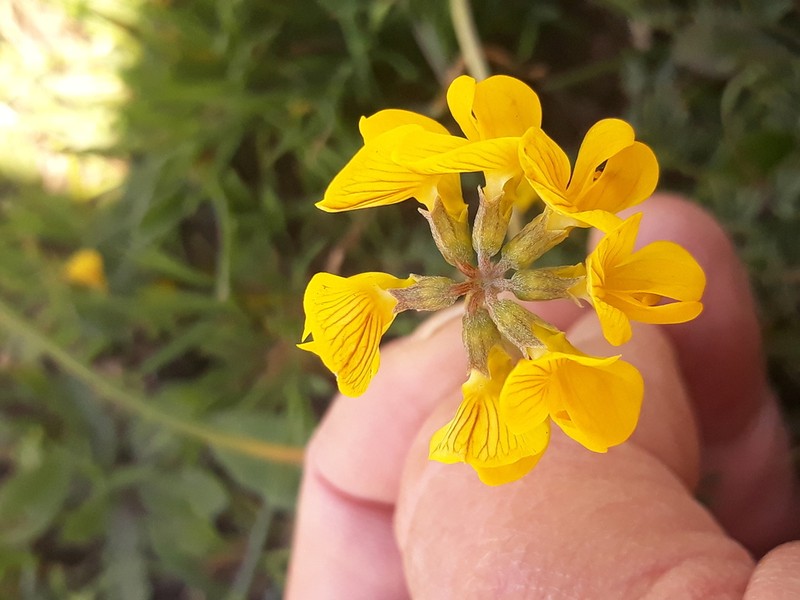 Hippocrepis atlantica