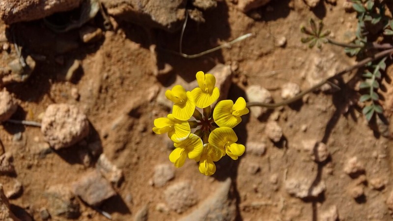 Hippocrepis atlantica photo 2