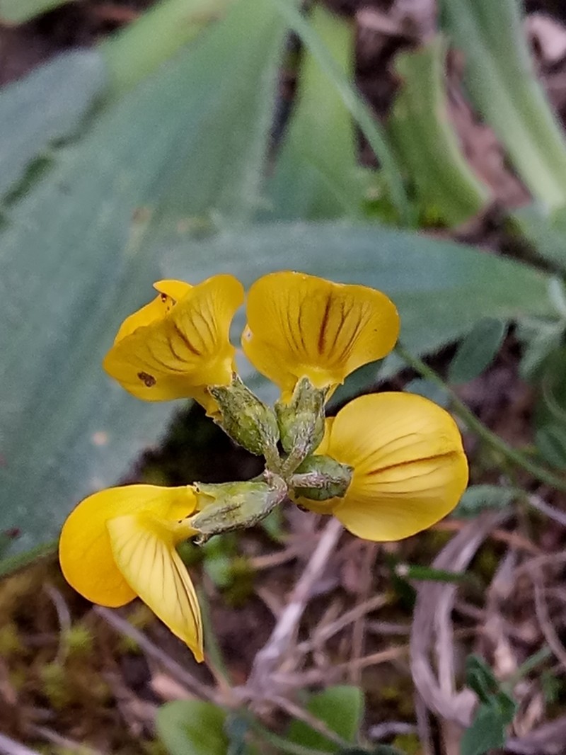 Hippocrepis atlantica photo 3