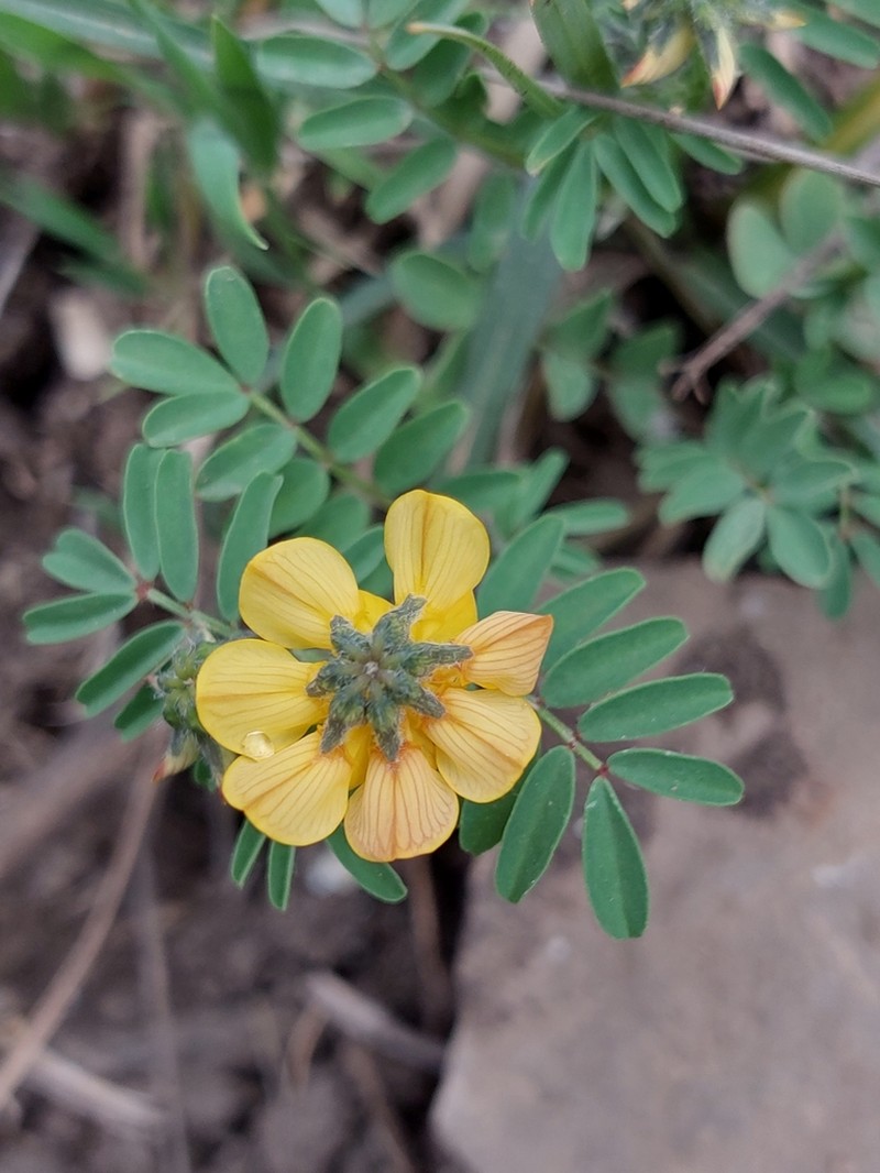 Hippocrepis atlantica photo 4