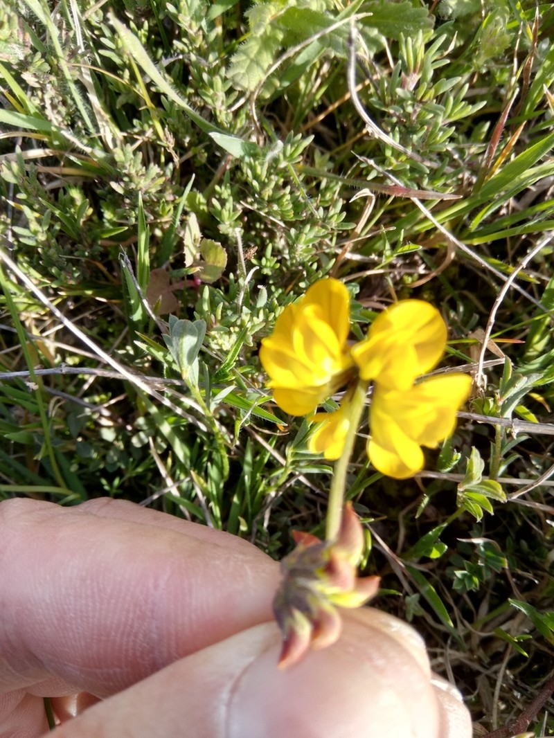 Hippocrepis atlantica photo 5