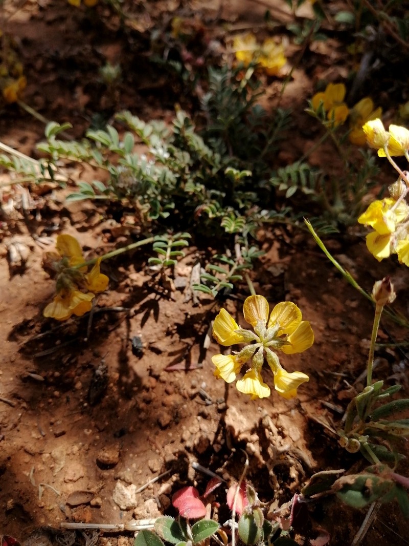 Hippocrepis atlantica photo 6