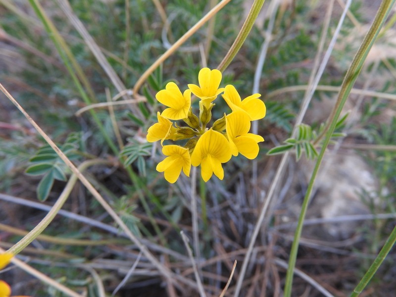 Hippocrepis atlantica photo 7