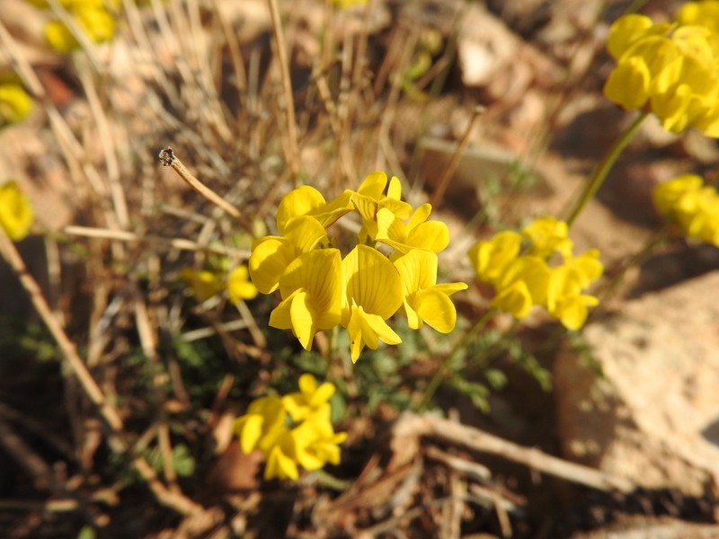 Hippocrepis atlantica photo 8