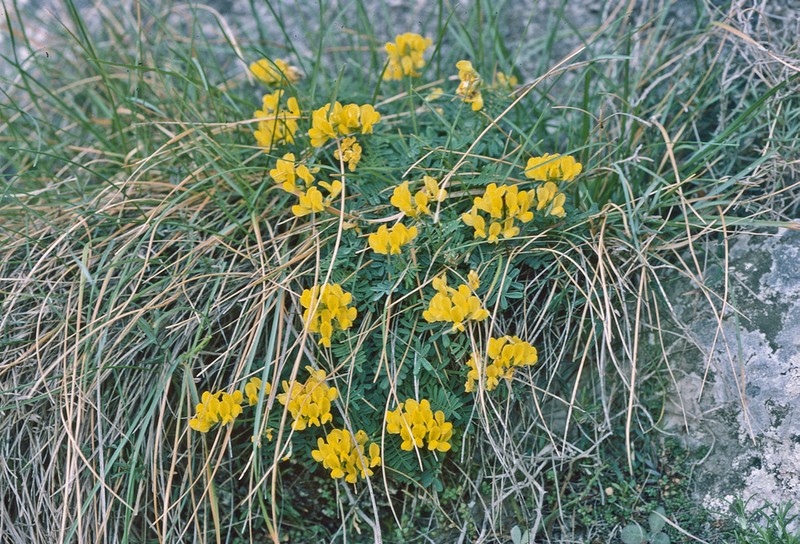 Hippocrepis balearica photo 2