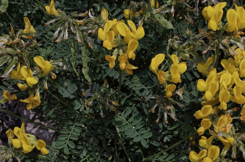 Hippocrepis balearica photo 3