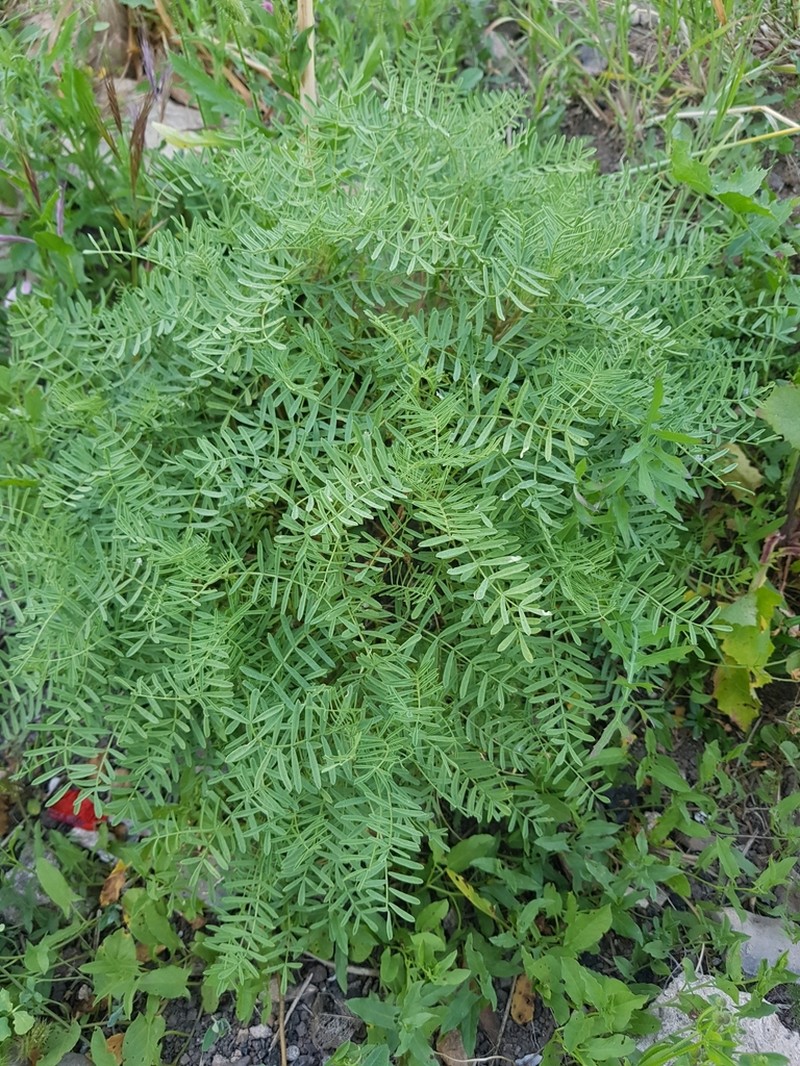 Hippocrepis balearica photo 4