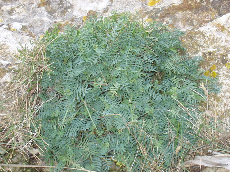 Hippocrepis balearica photo 5