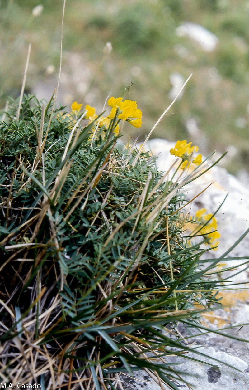 Hippocrepis balearica photo 6