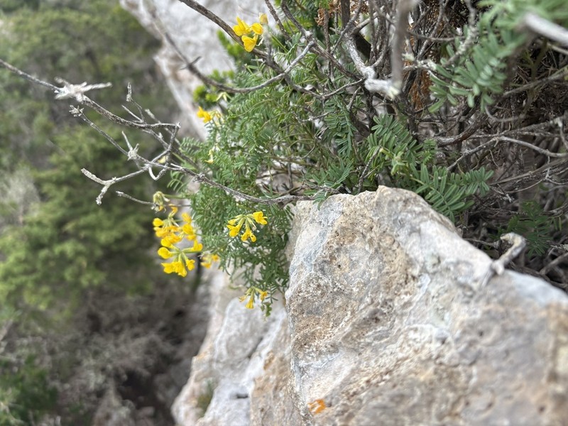 Hippocrepis balearica photo 7