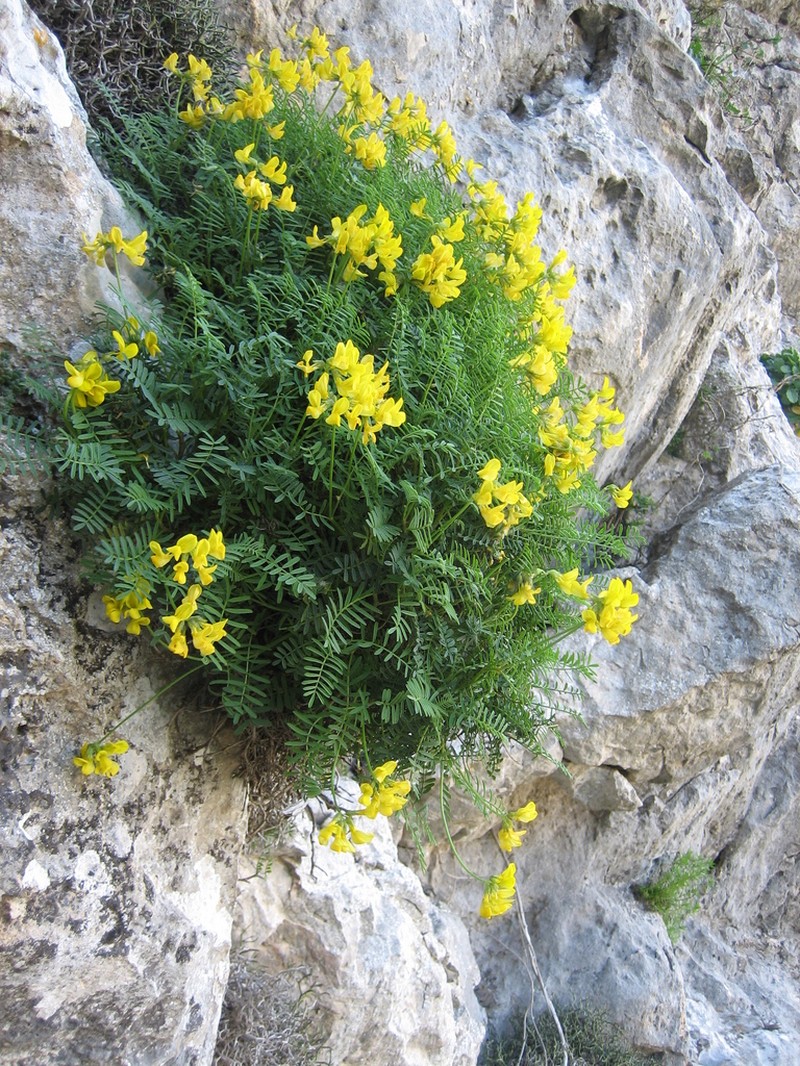 Hippocrepis balearica photo 8