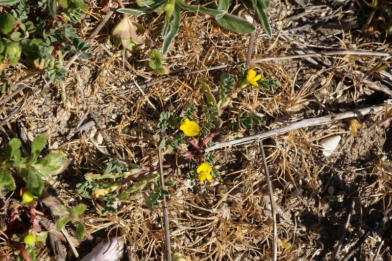 Hippocrepis biflora