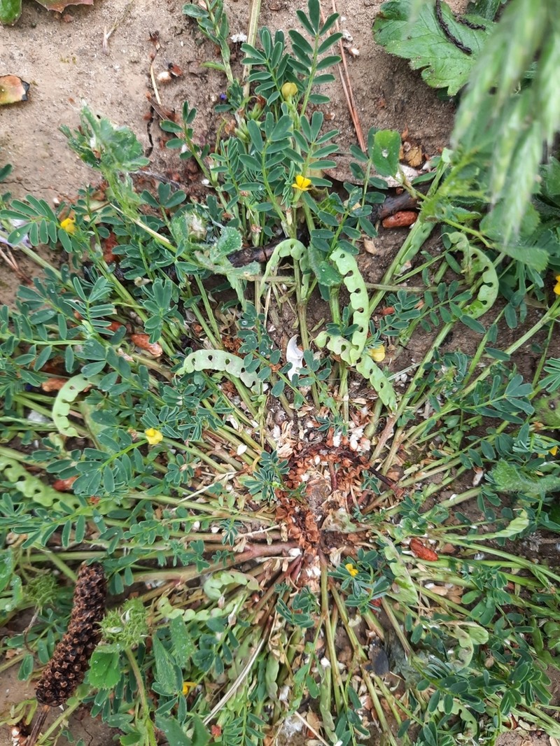 Hippocrepis biflora photo 2