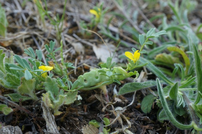 Hippocrepis biflora photo 3