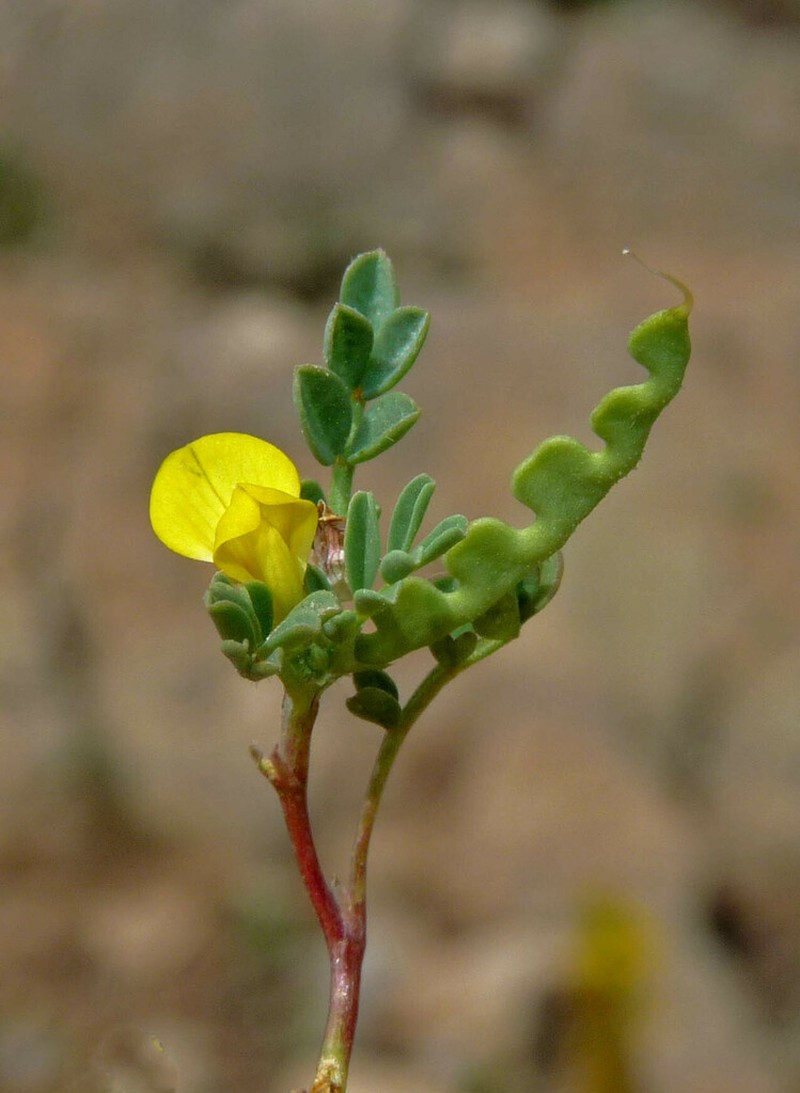 Hippocrepis biflora photo 4