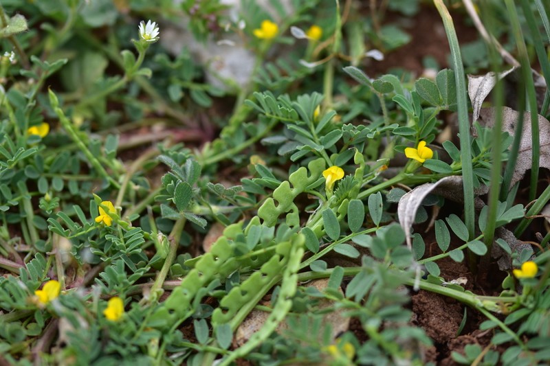 Hippocrepis biflora photo 5