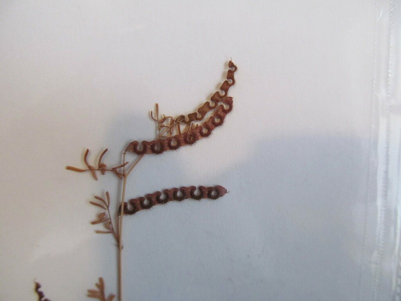 Hippocrepis biflora photo 6