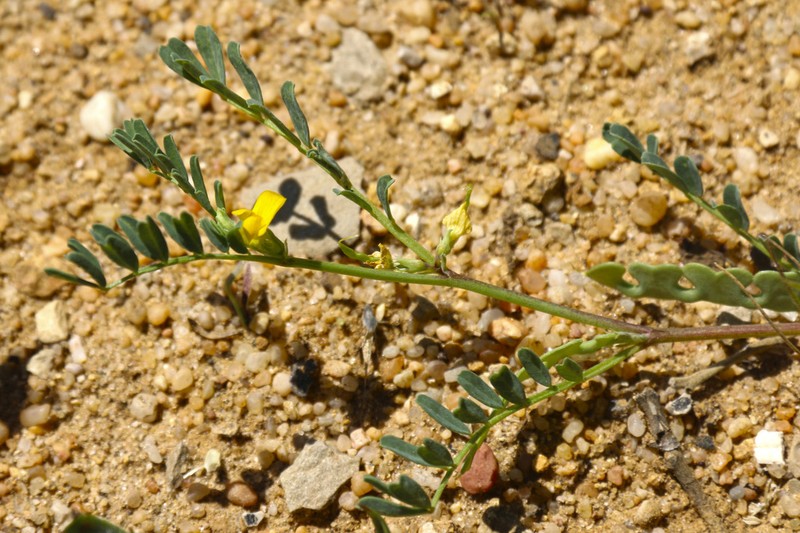 Hippocrepis biflora photo 7