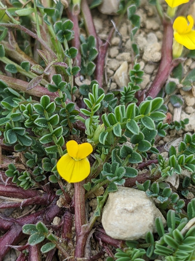 Hippocrepis biflora photo 8