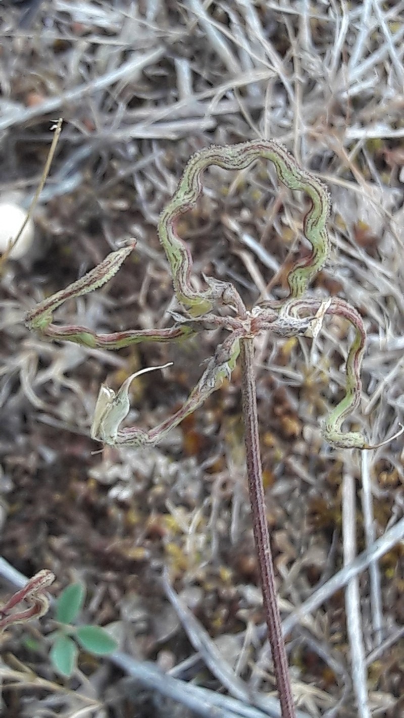Hippocrepis carpetana