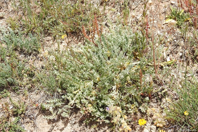 Hippocrepis carpetana photo 2