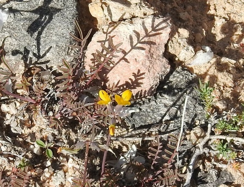 Hippocrepis carpetana photo 3