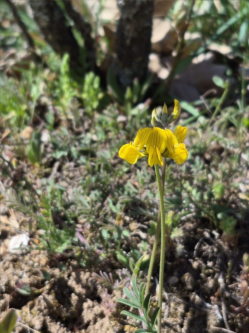 Hippocrepis carpetana photo 4