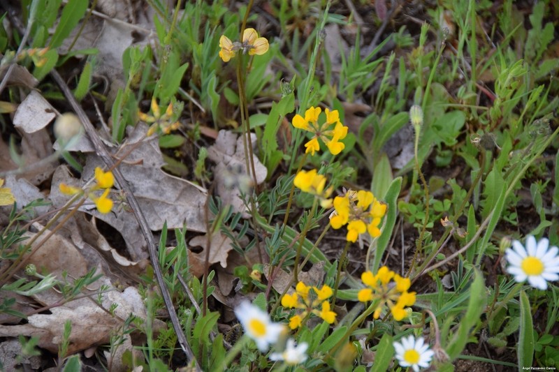 Hippocrepis carpetana photo 5
